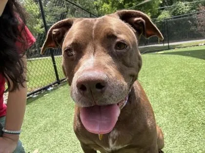 A senior large-sized female Brown / Chocolate Mixed Breed dog named Coco for adoption in Atlanta, GA