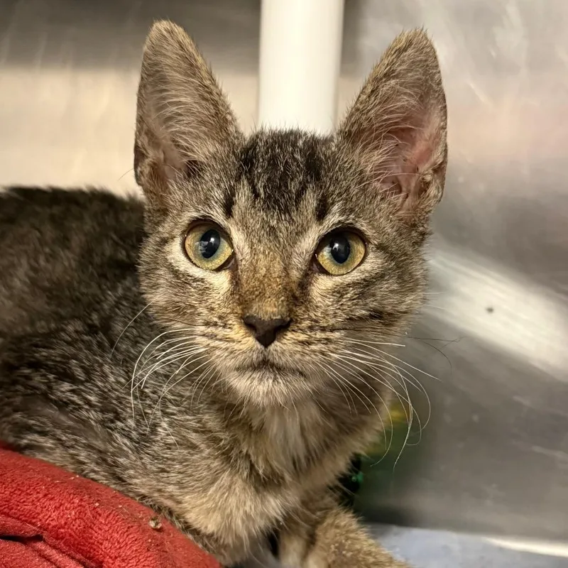 A baby medium-sized male Domestic Short Hair cat named Kenzo for adoption in West Palm Beach, FL