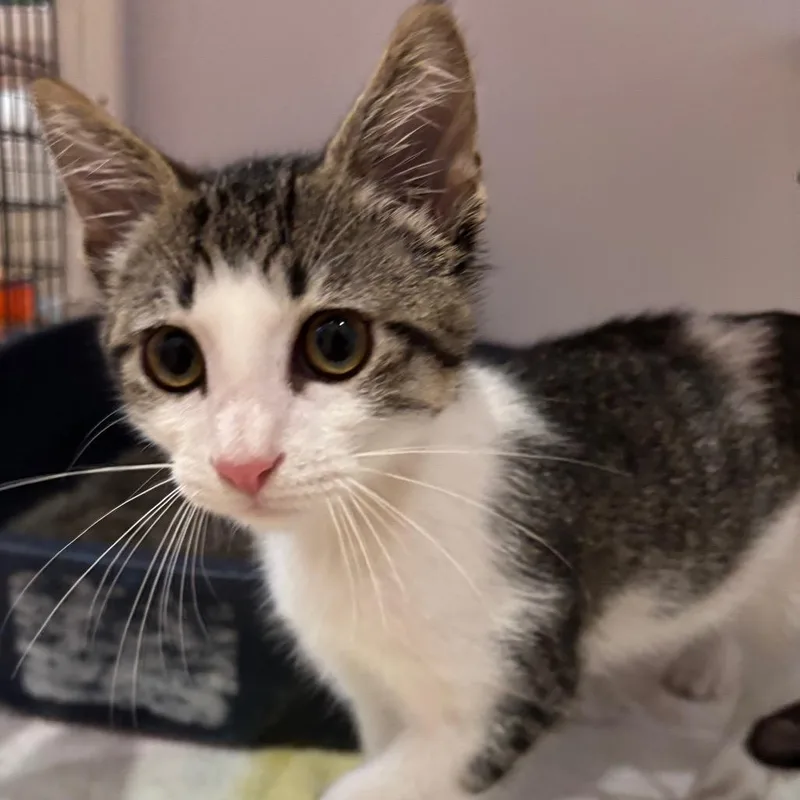 A baby small-sized male Brown / Chocolate Domestic Short Hair cat named Rocco for adoption in Sarasota, FL