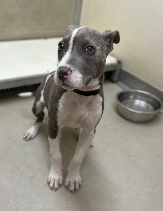 A baby medium-sized female Gray / Blue / Silver Pit Bull Terrier dog named Donya for adoption in Sparta, NC