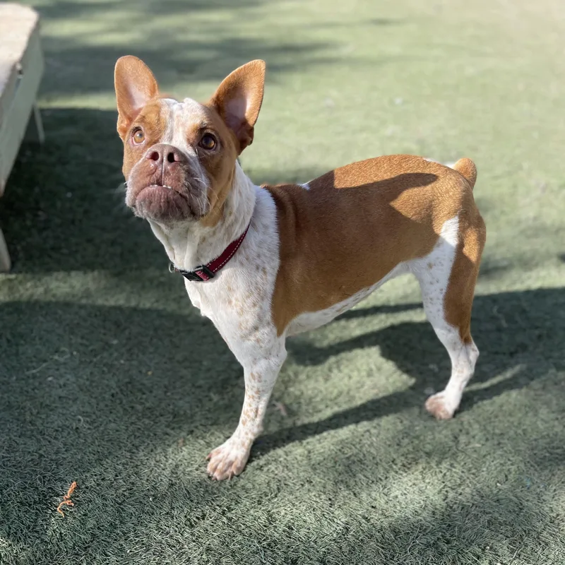 A young medium-sized female White / Cream French Bulldog dog named Piper for adoption in Center Point, TX