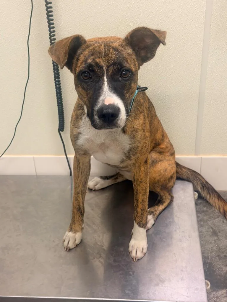 A young medium-sized female Boxer dog named Harmony for adoption in Neosho, MO