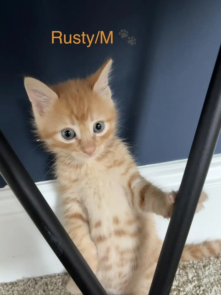 A baby small-sized male Orange & White Domestic Short Hair cat named Rusty for adoption in Telford, PA