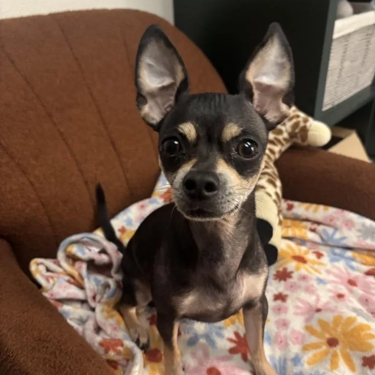 A senior small-sized female Black Chihuahua dog named Taffy for adoption in Tacoma, WA