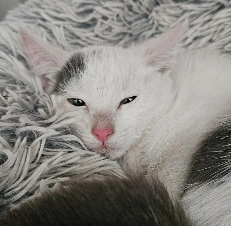 A young small-sized female Domestic Short Hair cat named Holland for adoption in Los Angeles, CA