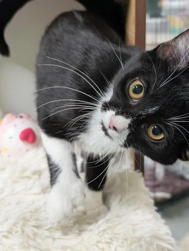 A young medium-sized female Black & White / Tuxedo Domestic Short Hair cat named Abbie for adoption in Adrian, MI