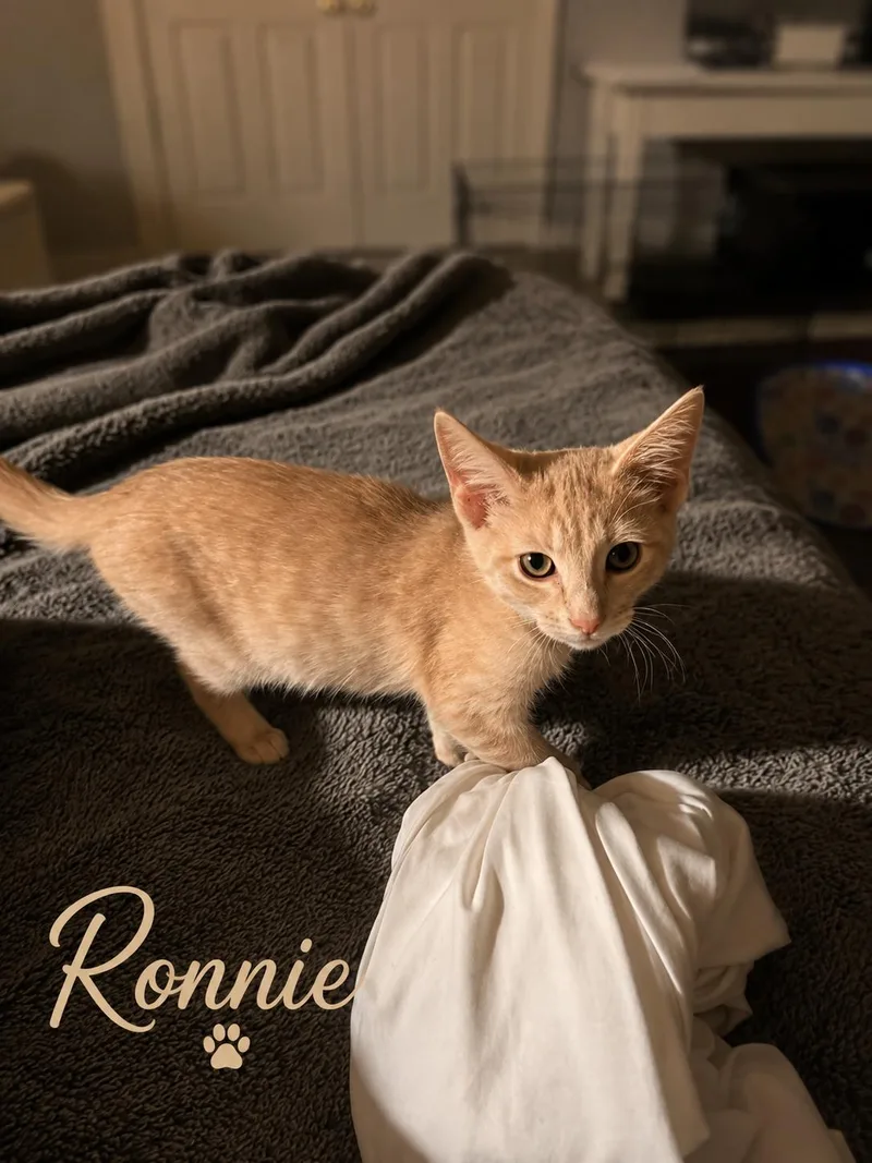 A baby medium-sized male Orange / Red Domestic Short Hair cat named Ronnie Willow Grove for adoption in Greenville, DE