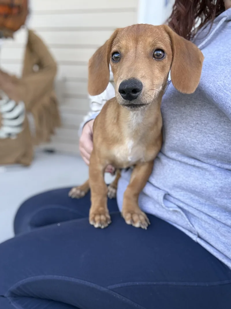A young small-sized female Dachshund dog named Autumn for adoption in Grantville, PA