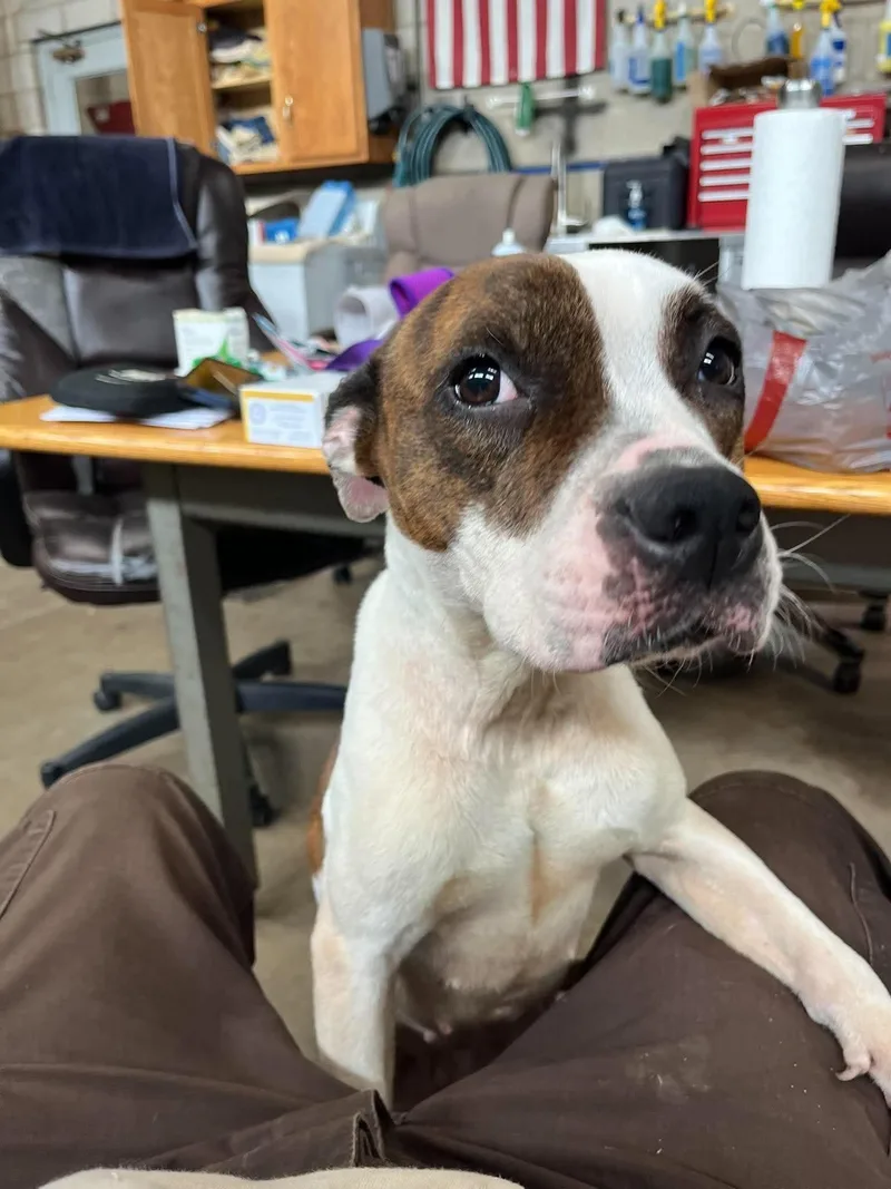 A young medium-sized female Pit Bull Terrier dog named Destiny for adoption in Palos Heights, IL