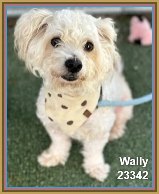 An adult small-sized male Poodle dog named Wally for adoption in Marietta, GA