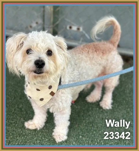 Wally thumbnail 2