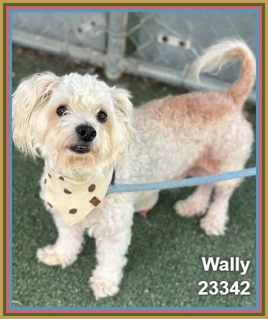 Wally thumbnail 3