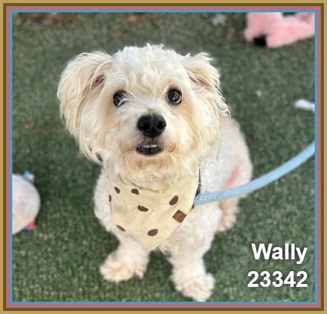 Wally thumbnail 4