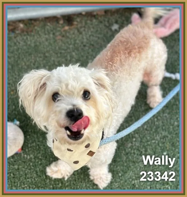 Wally thumbnail 5