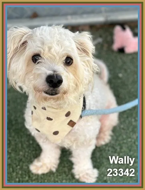 Wally thumbnail 6