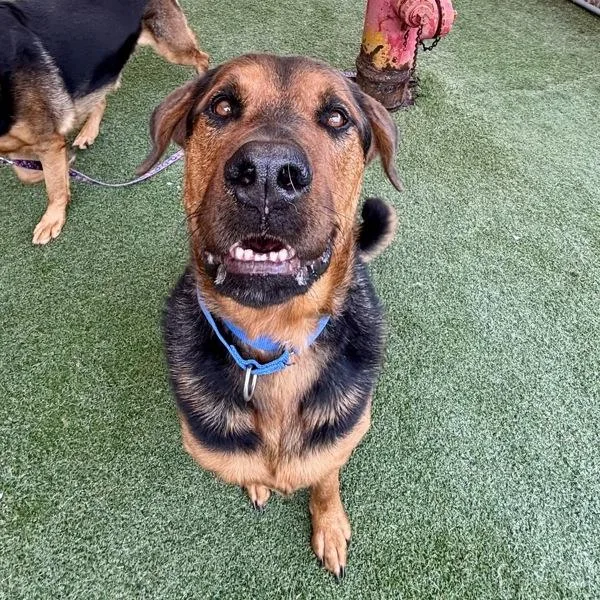 A young large-sized male Shepherd dog named Horus for adoption in Oceanside, CA