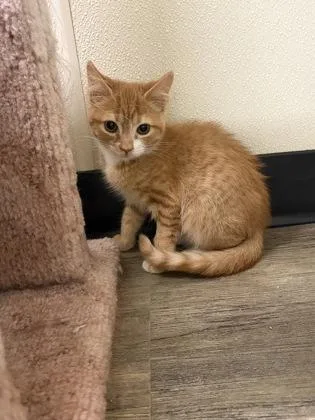 A young medium-sized male American Shorthair cat named Lenny for adoption in Cashiers, NC