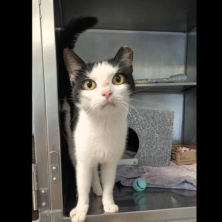 An adult medium-sized female Black Domestic Short Hair cat named Selma for adoption in Birdsboro, PA