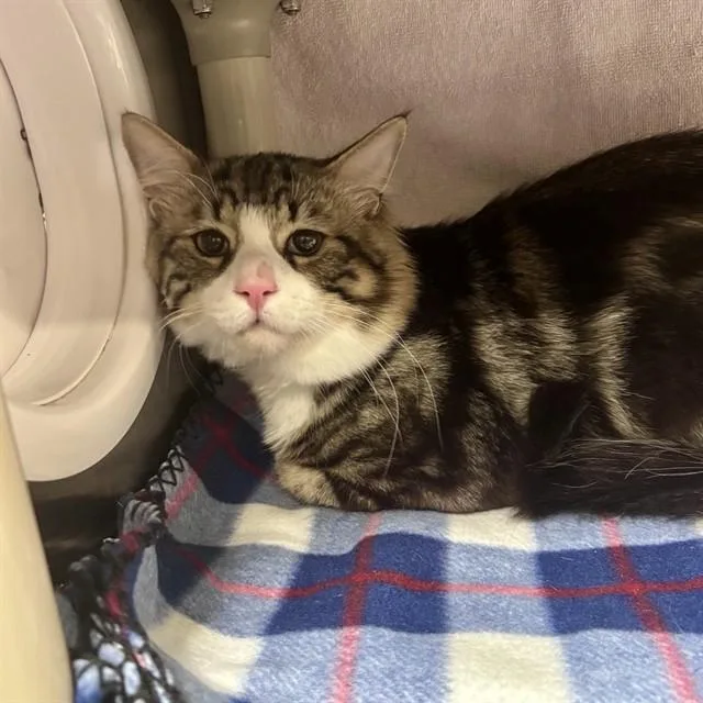 A young large-sized male Domestic Medium Hair cat named Minouche for adoption in Alameda, CA