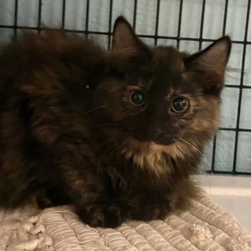 A baby small-sized female Black Domestic Long Hair cat named Coco for adoption in Gordonsville, TN