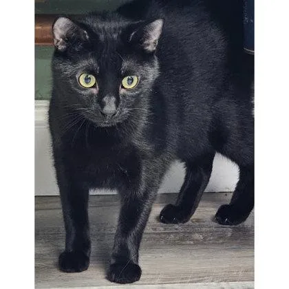 An adult medium-sized male Domestic Short Hair cat named Chewy Kershaw for adoption in Hudson, MA