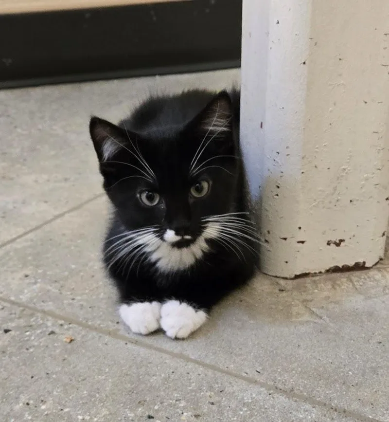 A baby medium-sized male Black & White / Tuxedo Tuxedo cat named Ronald for adoption in New Rochelle, NY