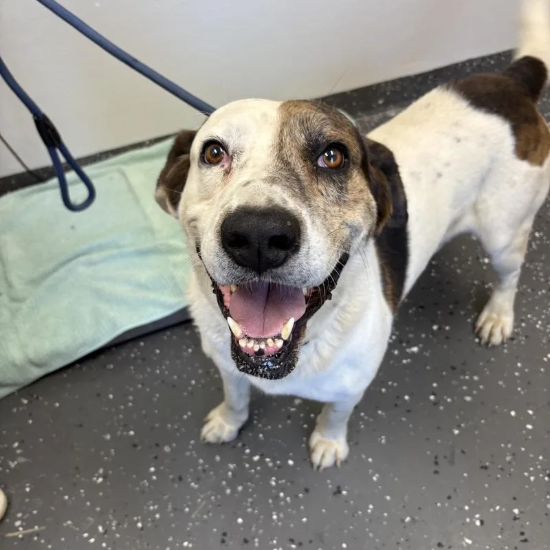 An adult medium-sized male White / Cream Mixed Breed dog named Boyfriend for adoption in Columbiana, AL