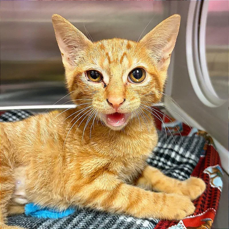 A baby small-sized female Orange / Red Domestic Short Hair cat named Gibby for adoption in Hannibal, MO