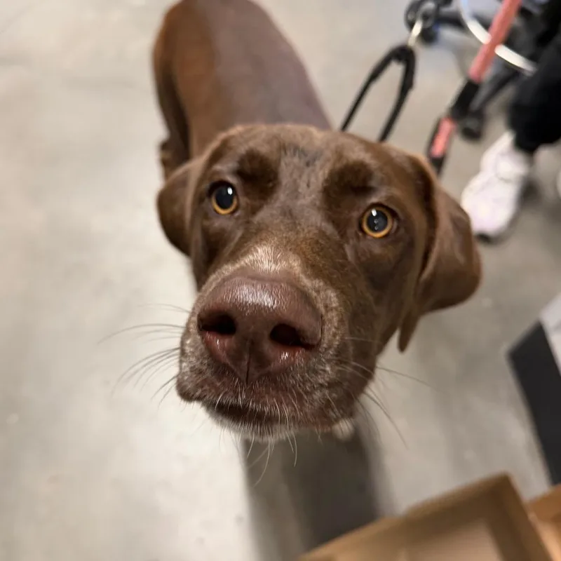 A young large-sized female Labrador Retriever dog named Laisa for adoption in Tampa, FL