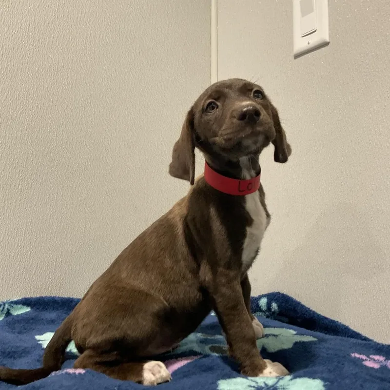Laisa thumbnail 2