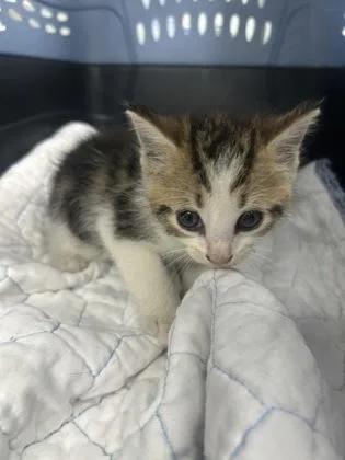 A baby small-sized male Domestic Short Hair cat named Kirby for adoption in Gainesville, FL