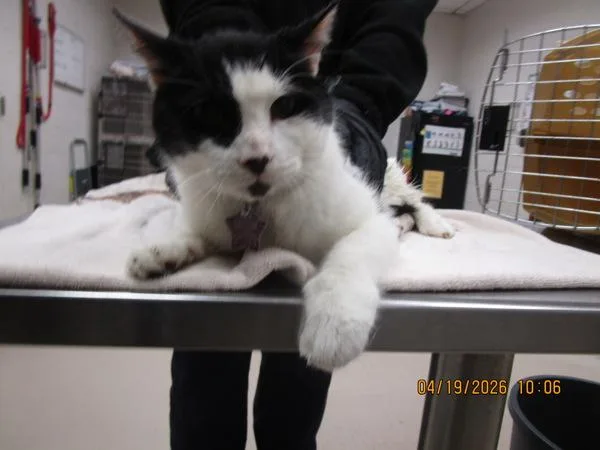 A senior large-sized male Domestic Short Hair cat named Scooter for adoption in Marietta, GA