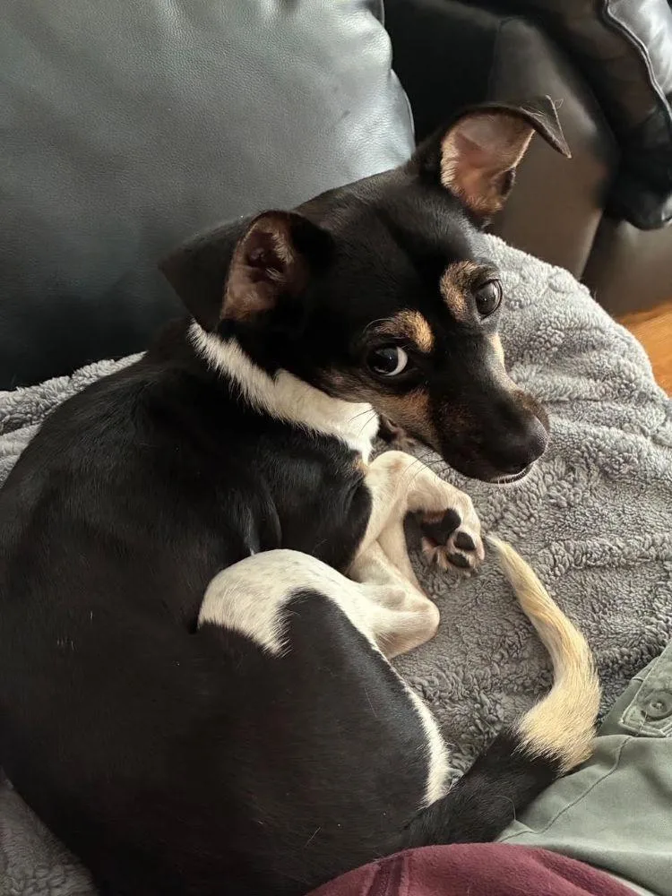 A young small-sized female Dachshund dog named Martini for adoption in Barrington, IL