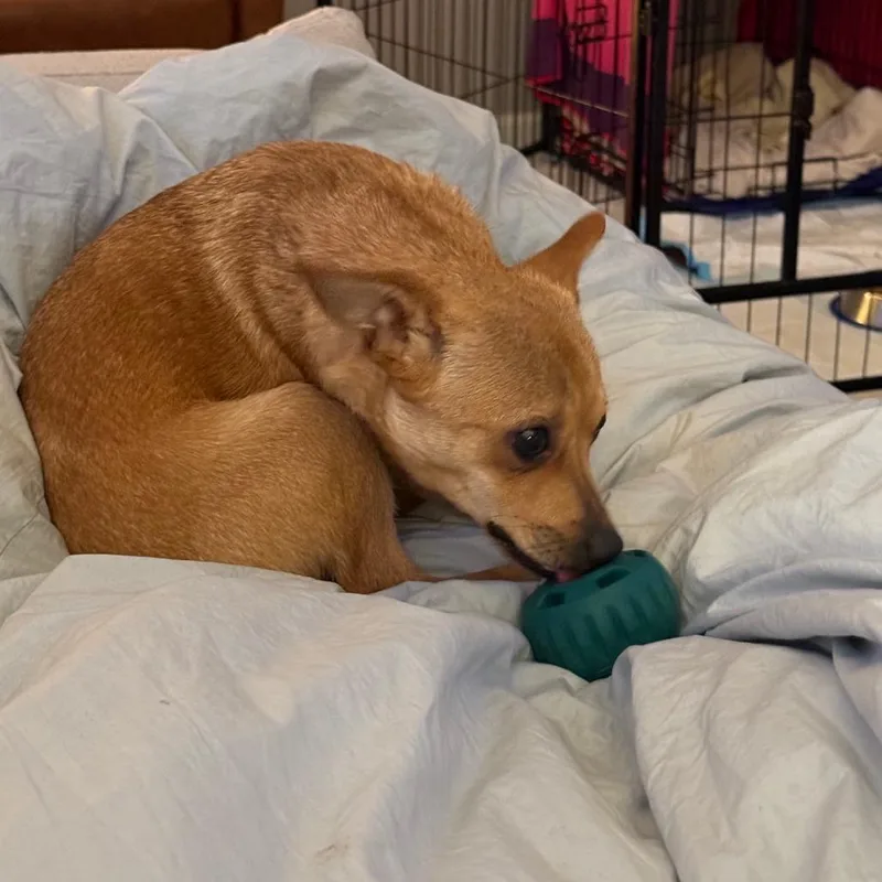 A young small-sized male Yellow / Tan / Blond / Fawn Chihuahua dog named Taco D for adoption in Minnetonka, MN