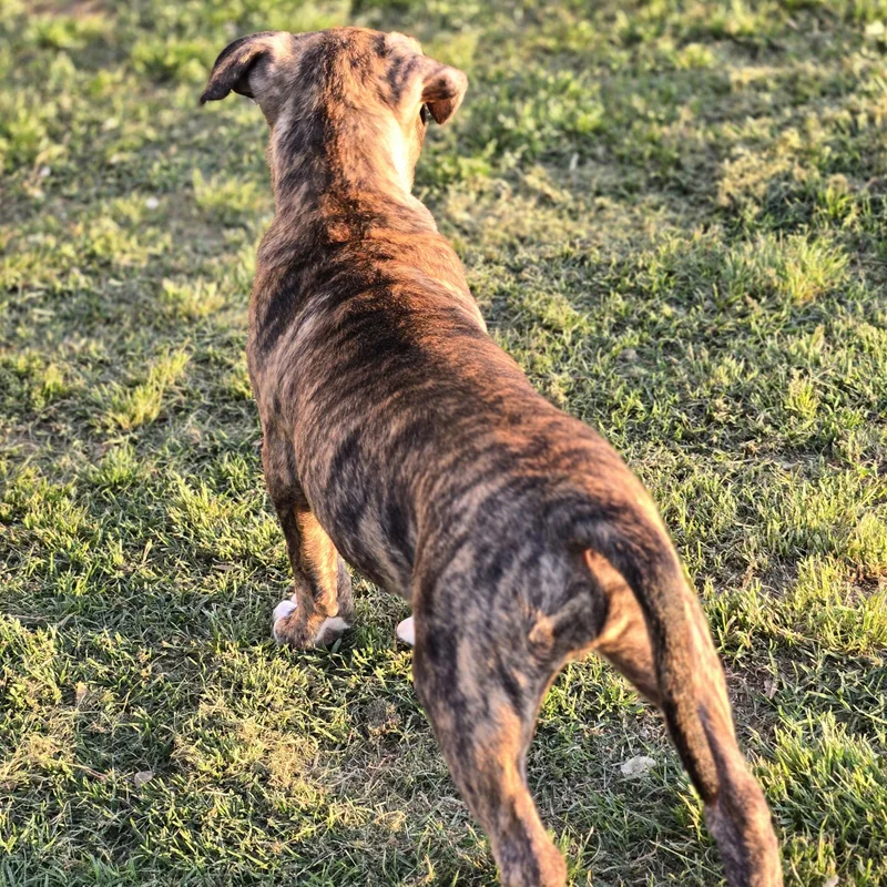 A baby medium-sized female Brindle Catahoula Leopard Dog dog named Spice for adoption in Sheridan, AR