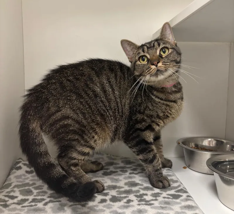 An adult medium-sized female Tabby (Gray / Blue / Silver) Tabby cat named Nova for adoption in Frankfort, KY