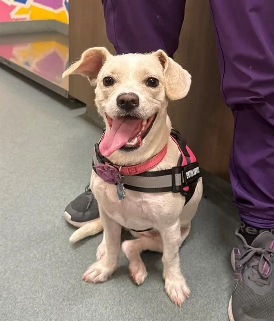 A young medium-sized female Labrador Retriever dog named Honey for adoption in Baytown, TX