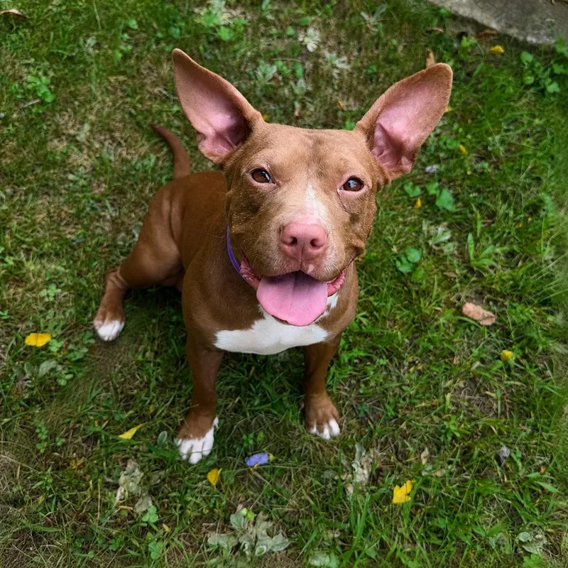 A young medium-sized female Brown / Chocolate Mixed Breed dog named Casey for adoption in Pelham, NH