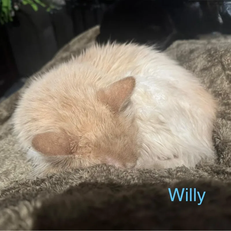 Willy
