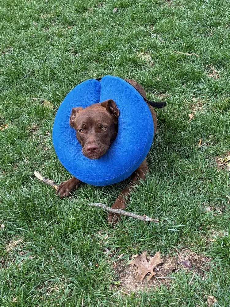 A young large-sized female Brown / Chocolate Labrador Retriever dog named Myra for adoption in New Albany, OH