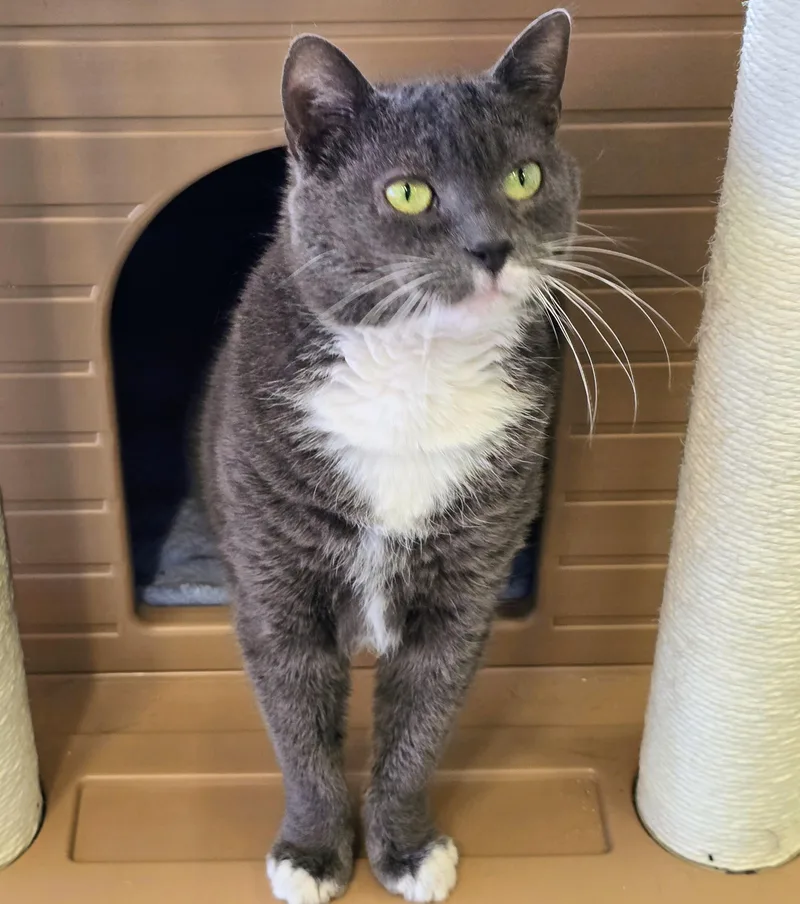 A senior medium-sized female Gray & White Domestic Short Hair cat named Mittens for adoption in Amityville, NY