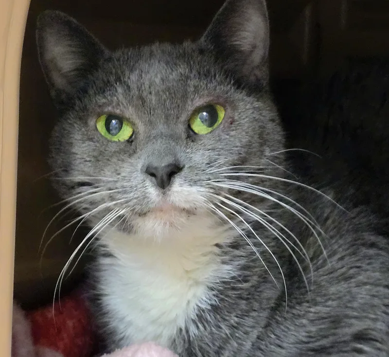 Mittens thumbnail 2