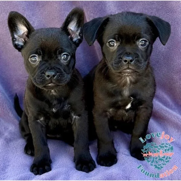 A baby medium-sized female Black French Bulldog dog named Sesame Litter for adoption in Inglewood, CA