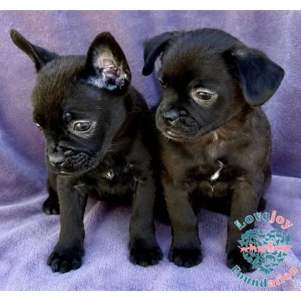 Sesame Litter thumbnail 2