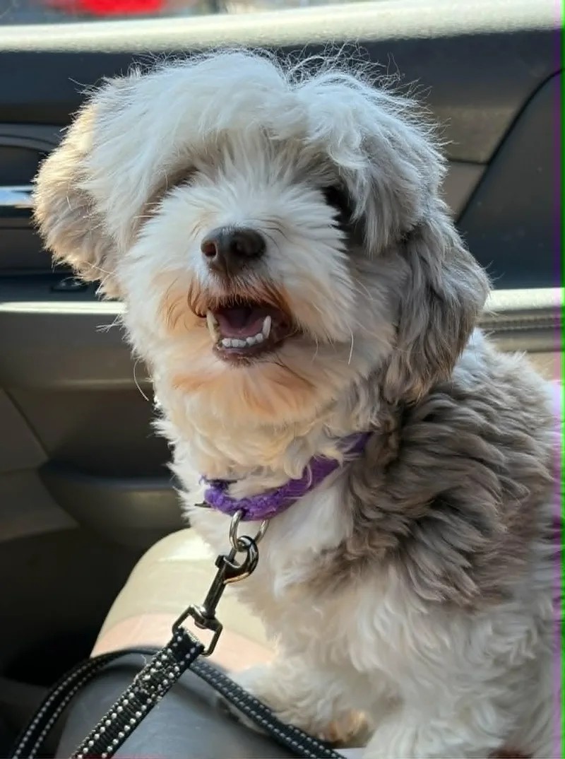 An adult small-sized female Havanese dog named Hazel for adoption in Catasauqua, PA
