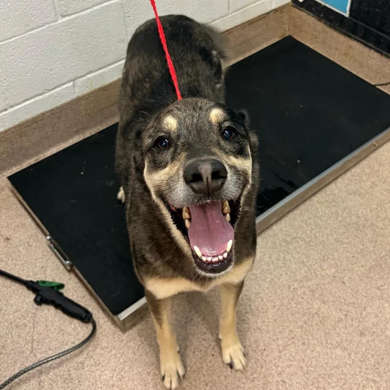 An adult medium-sized male Black Catahoula Leopard Dog dog named Bruce for adoption in Ardmore, OK