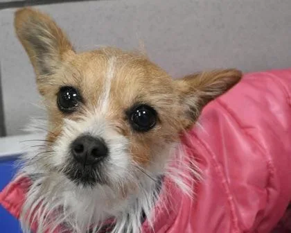 An adult small-sized female Mixed Breed dog named Cookie for adoption in West Seneca, NY