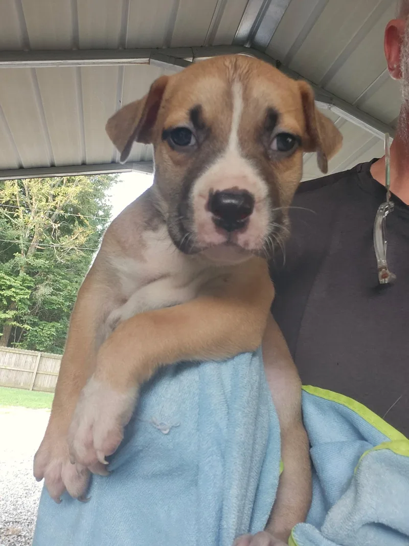 A baby medium-sized male Mixed Breed dog named Nate for adoption in Fairfield, NJ