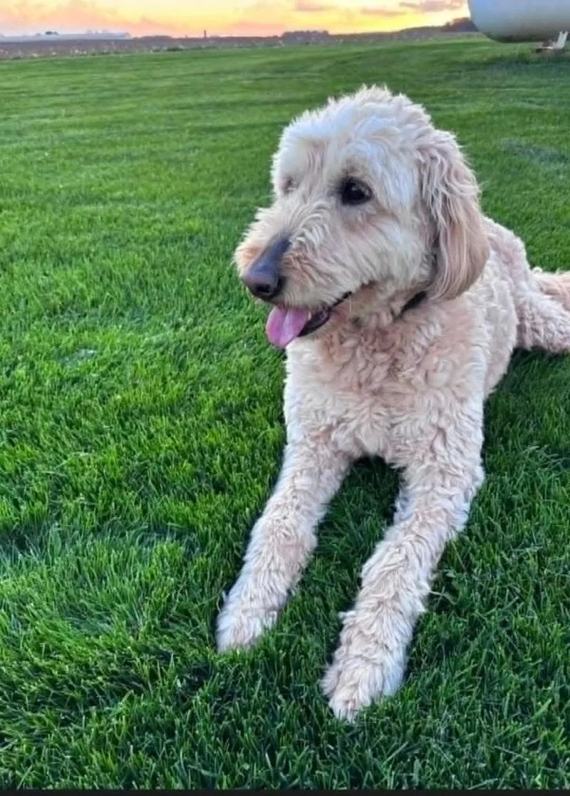Oakley!! thumbnail 6