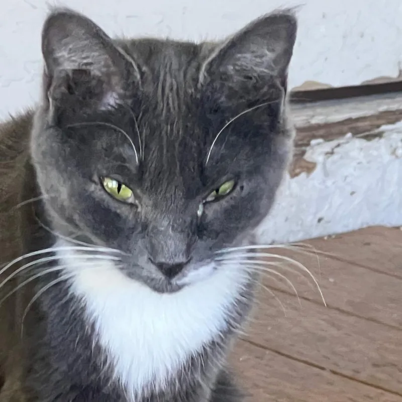A young small-sized female Gray / Blue / Silver Domestic Short Hair cat named Smoke for adoption in Klamath Falls, OR